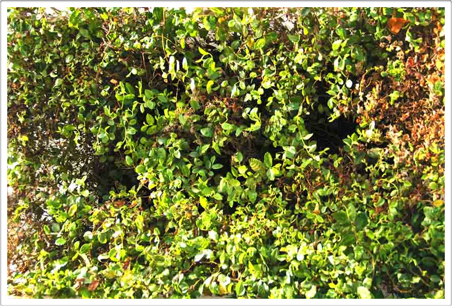 Miniature Forests of Austin Texas Miniature Forests of Austin Texas Landscaping Gardening