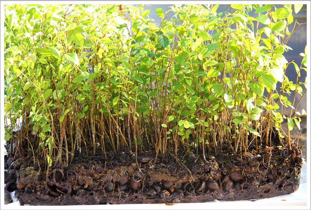Miniature Forests of Austin Texas Miniature Forests of Austin Texas Landscaping Gardening