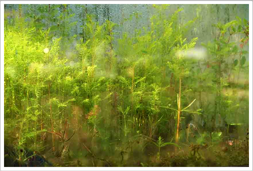 Miniature Forests of Austin Texas Miniature Forests of Austin Texas Landscaping Gardening